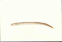 Lampetra aepyptera image