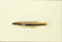 Fundulus olivaceus image