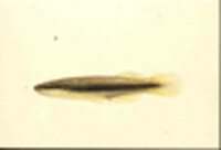 Fundulus olivaceus image