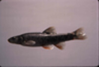 Image of Rhinichthys evermanni