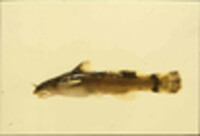 Noturus albater image