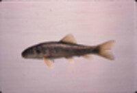 Image of Catostomus commersonii