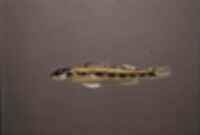 Percina maculata image