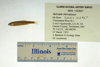 Image of Notropis micropteryx