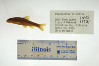 Moxostoma erythrurum image