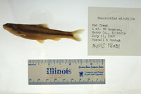 Phenacobius mirabilis image