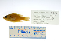 Lepomis cyanellus image