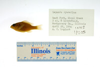 Lepomis cyanellus image