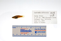 Gambusia affinis image