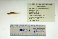 Notropis heterolepis image