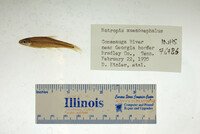 Notropis xaenocephalus image