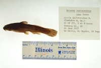 Noturus leptacanthus image