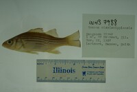 Morone mississippiensis image