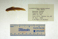 Noturus flavus image