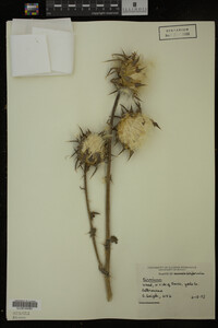 Image Associated With the Occurrence