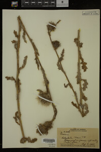 Image Associated With the Occurrence