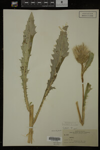 Image Associated With the Occurrence