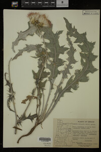 Image Associated With the Occurrence