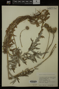 Image Associated With the Occurrence