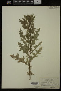 Cirsium arvense image