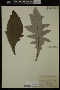 Image Associated With the Occurrence
