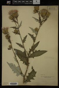 Image Associated With the Occurrence