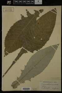 Image Associated With the Occurrence