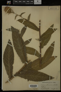 Image Associated With the Occurrence