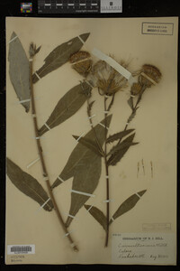 Image Associated With the Occurrence