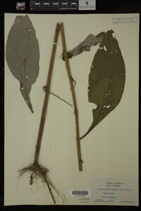 Image Associated With the Occurrence