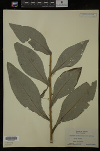 Image Associated With the Occurrence