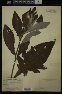 Image Associated With the Occurrence