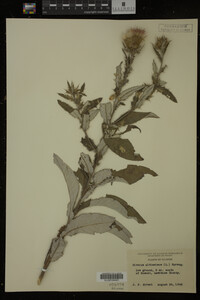 Image Associated With the Occurrence