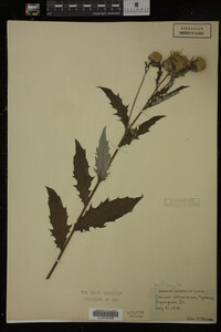 Image Associated With the Occurrence