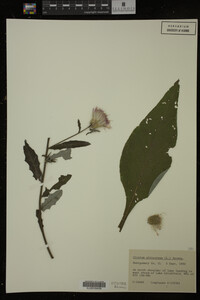 Image Associated With the Occurrence