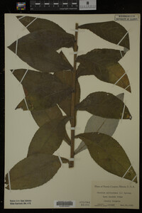 Image Associated With the Occurrence