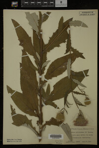 Image Associated With the Occurrence