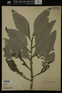 Image Associated With the Occurrence