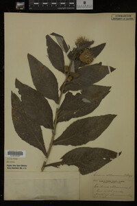 Image Associated With the Occurrence