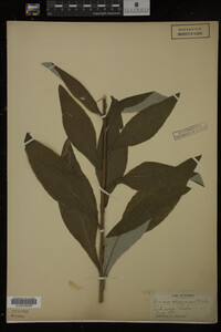 Image Associated With the Occurrence