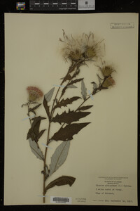 Image Associated With the Occurrence