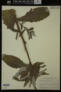 Image Associated With the Occurrence