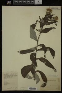 Image Associated With the Occurrence
