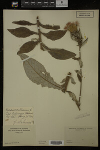 Image Associated With the Occurrence