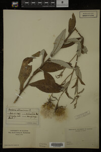 Image Associated With the Occurrence