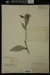 Image Associated With the Occurrence