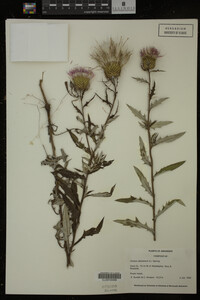 Image Associated With the Occurrence