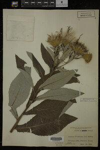 Image Associated With the Occurrence