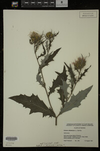 Image Associated With the Occurrence