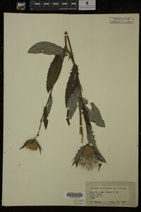 Image Associated With the Occurrence